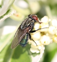 Protocalliphora azurea