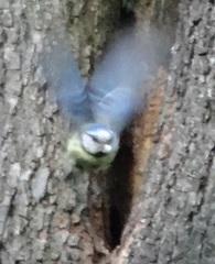 Cyanistes caeruleus