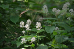 Ceanothus americanus