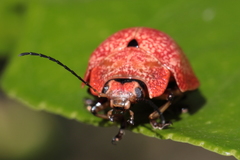 Paropsis parryi