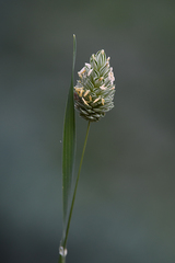 Phalaris canariensis