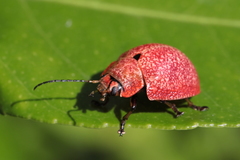 Paropsis parryi
