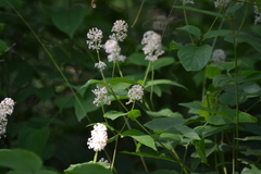 Ceanothus americanus