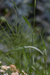 Phalaris canariensis