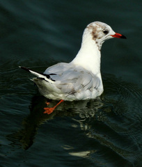 Chroicocephalus ridibundus