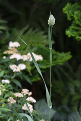 Phalaris canariensis