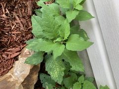 Alkekengi officinarum
