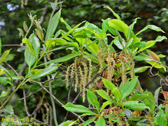 Quercus sessilifolia