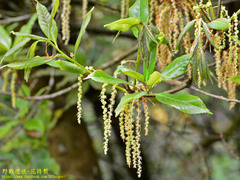 Quercus sessilifolia
