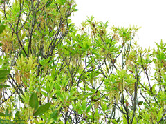 Quercus sessilifolia