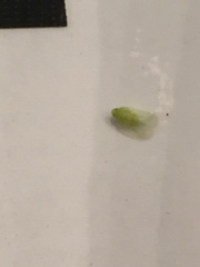 Tropiduchinae