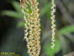 Quercus sessilifolia