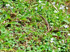 Takydromus viridipunctatus