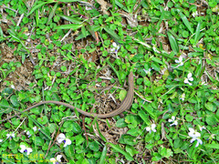 Takydromus viridipunctatus