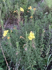 Oenothera jamesii