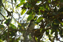 Eopsaltria georgiana