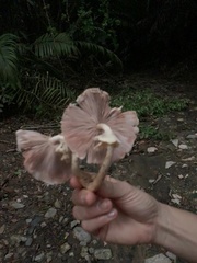 Pseudochitonia