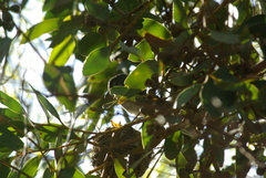 Eopsaltria georgiana