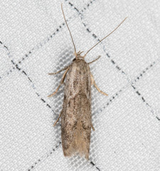 Hypatopa punctiferella