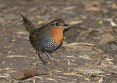 Scelorchilus rubecula