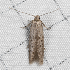 Hypatopa punctiferella