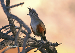 Rhinocrypta lanceolata