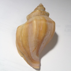 Neptunea heros