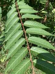 Ailanthus altissima