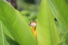 Danaus chrysippus chrysippus