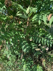 Ailanthus altissima