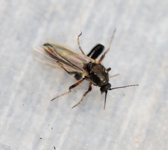 Serromyia
