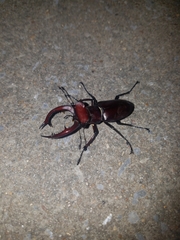 Lucanus elaphus