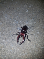 Lucanus elaphus