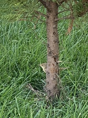 Acrocephalus scirpaceus