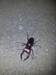 Lucanus elaphus