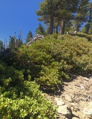 Chrysolepis sempervirens