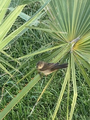 Acrocephalus scirpaceus