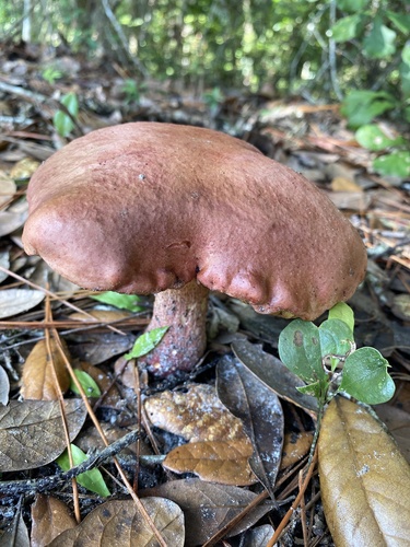 Butyriboletus floridanus image