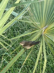 Acrocephalus scirpaceus