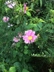 Eriocapitella × hybrida