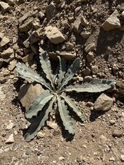 Mentzelia laevicaulis