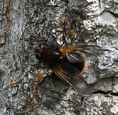 Mesembrina decipiens