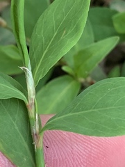 Polygonum erectum