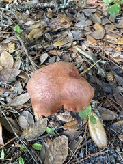 Butyriboletus floridanus image