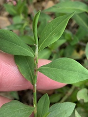 Polygonum erectum