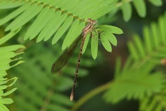 Argia sedula