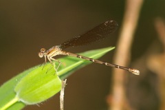 Argia sedula