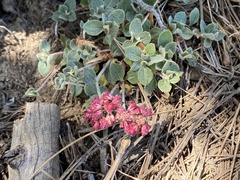 Eriogonum grande