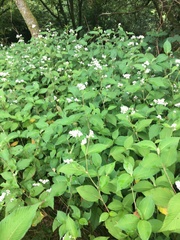 Koenigia campanulata