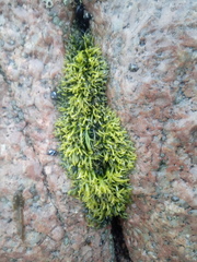 Ricciaceae